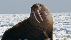 Word Wise: Walrus News Clip
