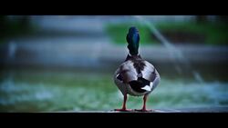 Everywhere is home... Instructional Video