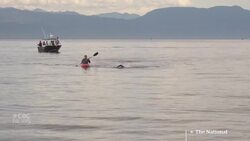 #TheMoment a blind man finished an epic swim for a good cause News Clip