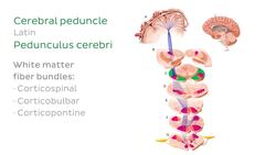 Pyramidal tracts Instructional Video