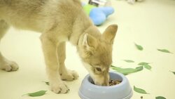 What Being an Animal Ambassador Means for This Young Wolf Pup Instructional Video