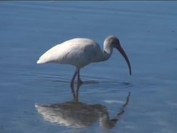 Adaptations Review Instructional Video