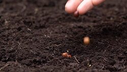 Sowing the seeds. Stock Footage