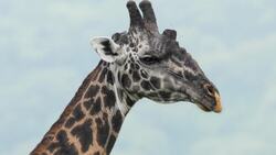 Exploring Giraffe Diversity: Species and Subspecies Across Africa Instructional Video