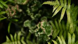 Leafless, spiny, evergreen desert plant cultivated as ornamental in botanical garden. Succulents background, natural pattern. Euphorbia crested cactus in greenhouse. Coral zigzag with pink spines. Stock Footage