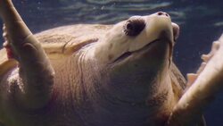 A 220-Pound Turtle Named Coretta is the 'Queen' of the South Carolina Aquarium's Great Ocean Tank Instructional Video
