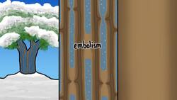 How Do Trees Survive Winter? Instructional Video