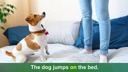 Language Function and Construction: Condensing Ideas, Part 3 Instructional Video