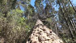 Mexico, Monarch Butterfly Biosphere Reserve Stock Footage