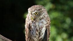 Beautiful little owl in the forest Stock Footage