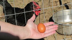 Eggs 101 What Do Those Confusing Labels Mean Instructional Video