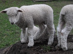 Los ciclos de los seres vivos: los ciclos de la vida Instructional Video