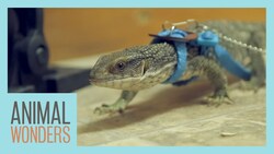 Meet and Greet: Sampson The Savannah Monitor Instructional Video