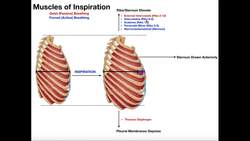 How Do We Accomplish Forced (Active) Breathing Instructional Video
