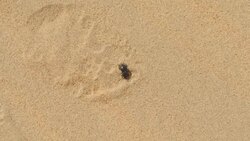 Ordos desert sands and trees and shrubs News Clip