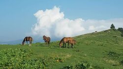 Flock of horses are grazing on green hill of Carpathians mountains. Very long shot. Blue sky with big white clouds. Ukrainian nature landscape at summer. Mountain pasture. Blurred background Stock Footage