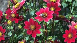 Controlling Pests Instructional Video