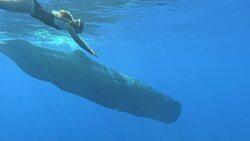 I WONDER - Do Whales Migrate? Me Pregunto - Las Ballenas Migran? Instructional Video