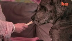 Britain's Biggest Dog Instructional Video