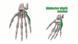 Hypothenar muscles Instructional Video