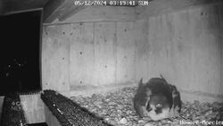 Why 4 falcon eggs have a new home, and a new mother, on a Montreal bridge News Clip