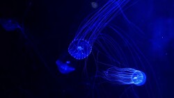 Close-up Jellyfish, Medusa in fish tank with neon light. Stock Footage