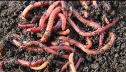 What’s Under Your Toes? Instructional Video