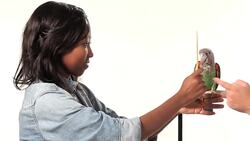 How to Train Your Parrot to Step Up Instructional Video