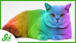 Can Your Cat Change Color? Instructional Video