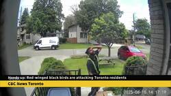 Heads up, Toronto: These birds are on the attack News Clip