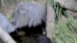 CLEAN : Tasmanian devils find new home and hope at Prague zoo News Clip