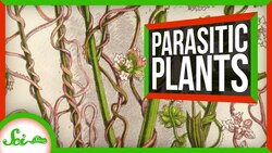 This Parasitic Plant Stole Over 100 Genes From Other Plants | SciShow News Instructional Video
