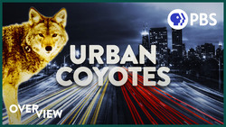 What are Wild Coyotes Doing in the Big City? Instructional Video