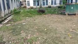 India's Covid patients being treated in dirty hospital in Chapra News Clip