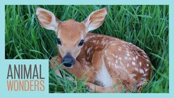 What To Do If You Find A Baby Deer Instructional Video
