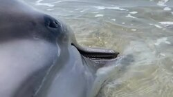CLEAN : Dolphin beached on Cypriot shore News Clip