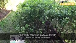 In a Brazilian garden | Easy Brazilian Portuguese 46 Instructional Video