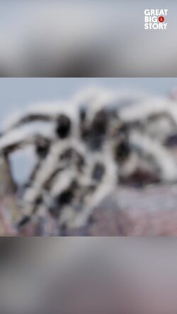 This Tarantula’s Curly hair is a weapon in disguise Instructional Video
