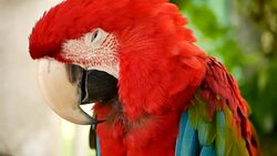 Close up of Red Amazon Scarlet Macaw parrot or Ara macao, in tropical jungle forest. Wildlife Colorful selective focus portrait of bird with vibrant feathers from exotic nature. Stock Footage