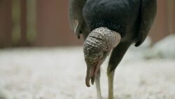 New World Vultures Are Amazing But Also Filled With Surprises Instructional Video