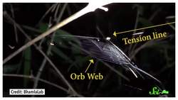Slingshot Spiders Put Fighter Pilots to Shame Instructional Video