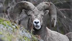 Viral infection killing B.C. bighorn sheep and climate change could make it worse News Clip