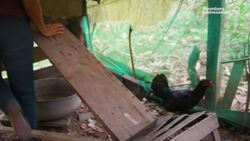 The Brazilian Amazon’s Tipping Point May Already Be Here News Clip