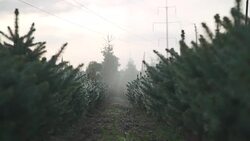 Automatic watering of small pines Stock Footage
