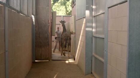 See the Giraffe's Exceptionally Long Tongue in Action