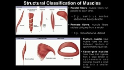 A&P I Lab | Exercises 8 & 9: Muscle Terminology, Movements, and Muscle Tension Factors Instructional Video