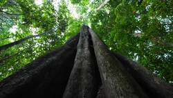 Debunking Misconceptions About Neanderthals Instructional Video