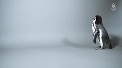 Meet Oliver, the Humboldt penguin thriving against odds Instructional Video