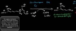 Lysine Catabolism to Glutaryl-S-CoA Instructional Video