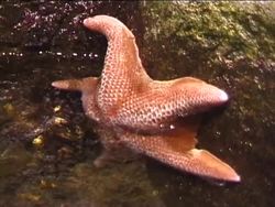 Introduction to Echinoderms Instructional Video